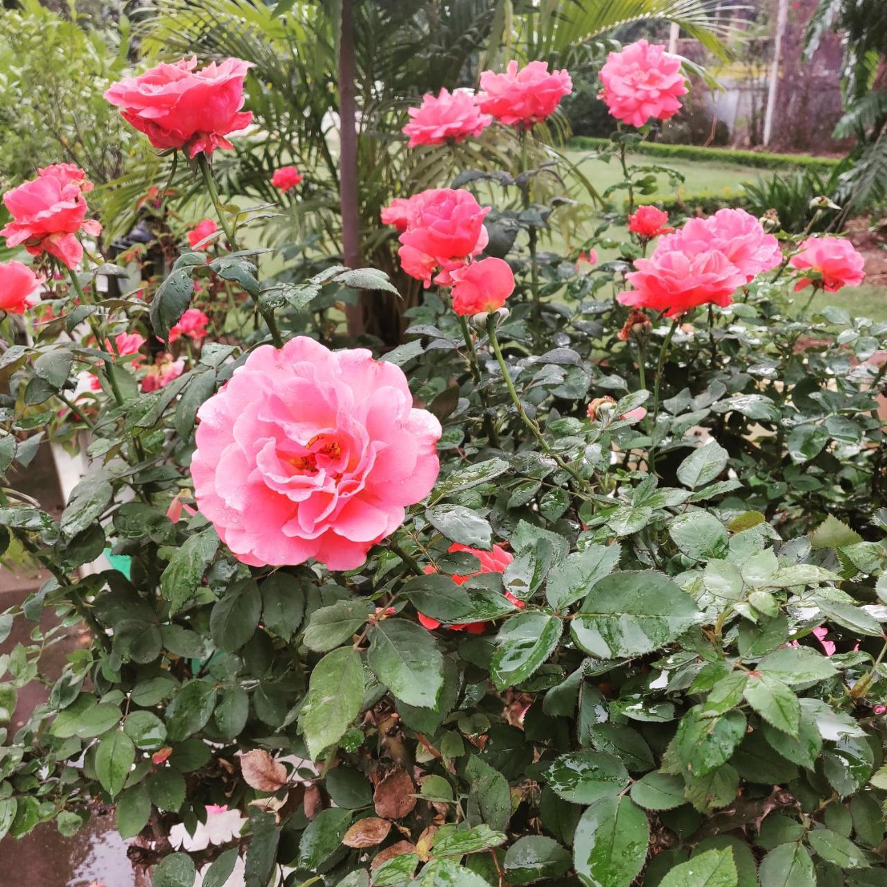Heritage Homestay Jammu Esterno foto